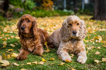 Alfie & Max