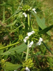 flowers in garden