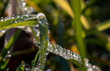 viele Tautropfen auf einem Grashalm