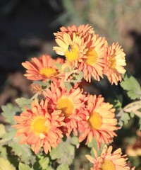 tree branch with blossoming orange flowers