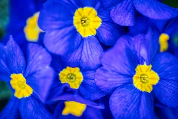 Keuken foto achterwand Donkerblauw prachtige natuur bloemen achtergrond textuur