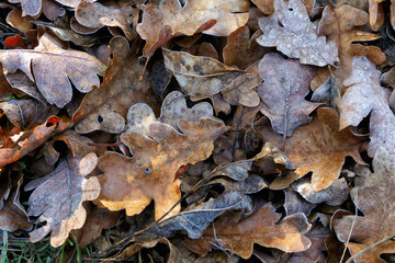 Frozen leaves