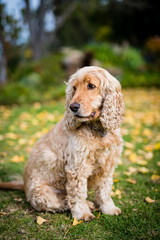 english cocker spaniel