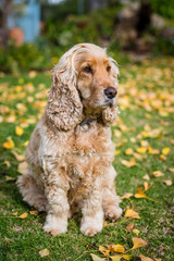 english cocker spaniel