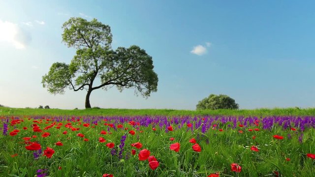 field of flowers and the cloudy sky
