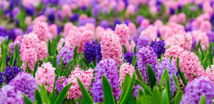Large flower bed with multi-colored hyacinths, traditional easter flowers, flower background, easter spring background. Close up macro photo, selective focus. Ideal for greeting festive postcard. © sunday_morning