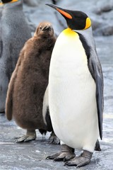 キングペンギンの親子