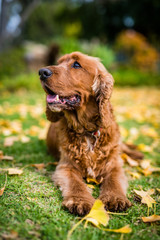 dog lying on the grass