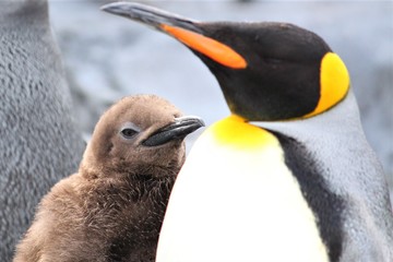 キングペンギンの親子