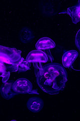 Low key jellyfish sea saltwater tank aquarium ocean life dark water