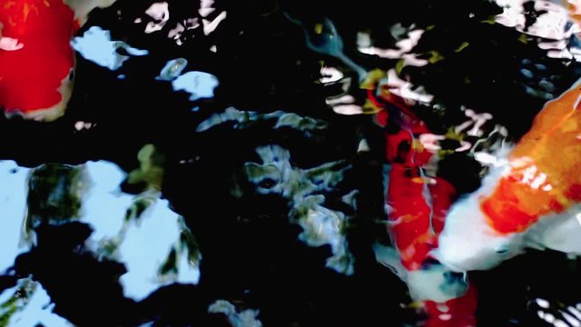 A slow motion shot of colorful variety of ornamental Koi-Carp fishes or Kohaku is one of the gosanke, the &lsquo;Big Three&rsquo;, consisting of Kohaku, Sanke, and Showa, swimming gracefully in a  koi pond