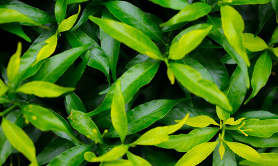 Top view image of a group of bright green leaves