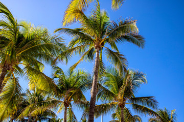 Fototapeta na wymiar Palm trees background the blue sky sunny day