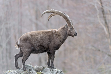 Ibex mountain on rock in the woodland (Capra ibex)