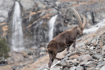 Beautiful portrait of Alpine ibex with waterfall (Capra ibex)