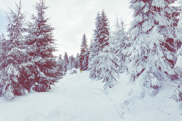 Obraz premium Beskid Zywiecki. Winter in Poland. Captured during trekking on the way to Rysianka, near Zabnica village. Snowy Winter Mountains.