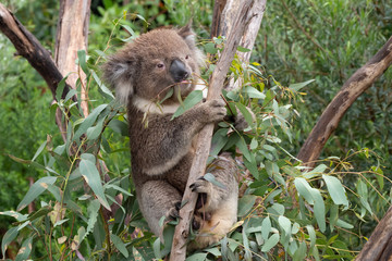 Koala in a tree eating eucalyptus leaves