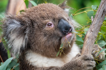 Close up of a koala eating leaves