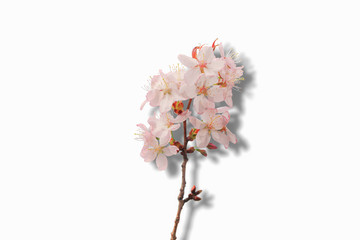 Sakura branch with shadow isolated on white background. Top view.