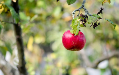 Apple tree with ripe red apple close up in sunny day. Selective focus on red apple grow on a branch. Defocused background.