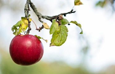 Apple tree with ripe red apple close up in sunny day. Selective focus on red apple grow on a branch. Defocused background.