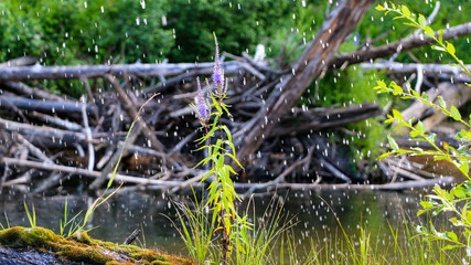 blooming purple flowers on log with moss, in middle of  river, in brilliant transparent spray of river water, in  sun.