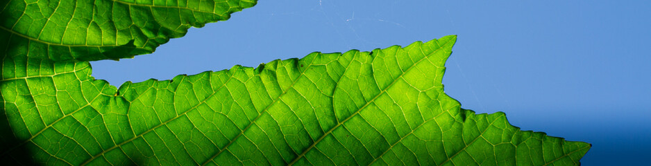 panoramic green leaf detail close up showing sharp triangle form in blue sky background