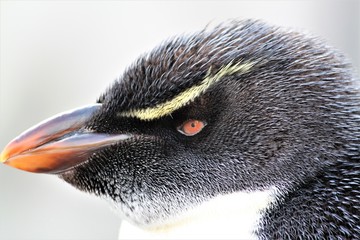 イワトビペンギンのアップ