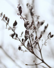 dry brown branch under snow in winter on a white background