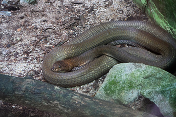 Picture of a large king cobra lying still waiting for prey