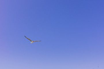 sea gull in the clear blue sky. Flying bird. Copy space