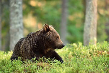 brown bear in forest scenery