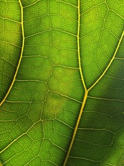 Macro leaf