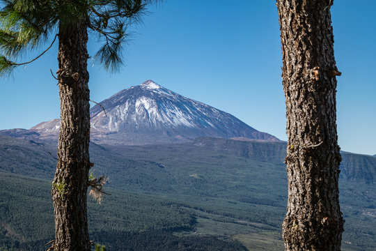 Peak of Mount Teide seen through pine trees from Mirador de Chipeque - one of the viewpoints along the La Esperanza road.