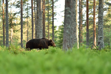 brown bear walking in forest at summer