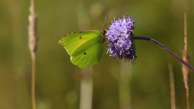 Butterfly Common Brimstone (Gonepteryx rhamni)  collects nectar on the devil's-bit (Succisa pratensis) flower