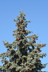 Colorado blue spruce