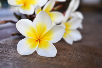 Obraz na płótnie Canvas frangipani flower on wooden background