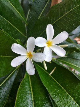 frangipani flower on a background