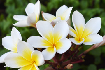 Fototapeta na wymiar yellow flowers frangipani plumeria