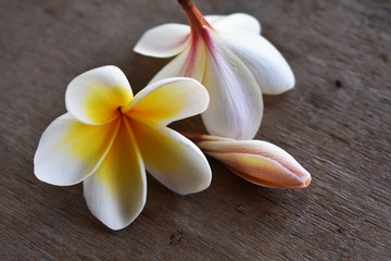 frangipani flower on wooden background