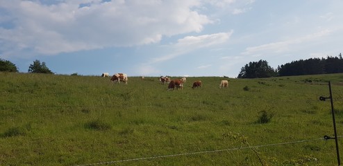 White and brown cows grazing the bright green grass on a hot summer day