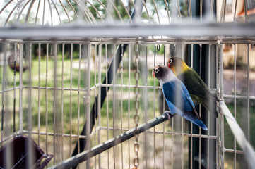 Two Colorful Birds in a Cage. Natural Light Selective Focus..