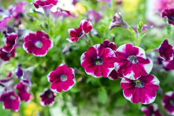 Beautiful blossom violet color pansy free fall flower.