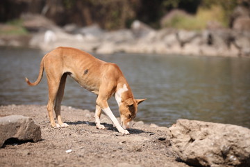 Naklejka premium dog on the beach