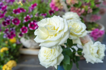 Blossom white rose in garden.