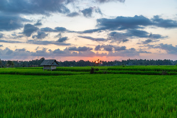 View of rice paddy field at sunset. Beautiful sky with sun and clouds. Bali island, Indonesia.