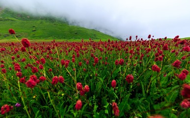 poppy field of red tulips
