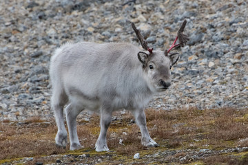 junges wild lebendes Rentier auf Spitzbergen