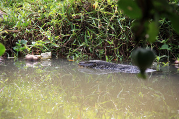 Huge Monitor Lizard swimming in a lagoon in Sri Lanka